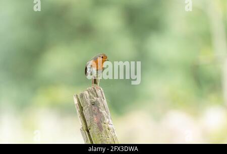 Ein Rotkehlchen (UK), der auf einem Holzpfosten thront. Das Rotkehlchen hält Nahrung in seinem Schnabel. Stockfoto