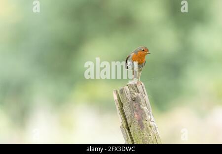 Ein Rotkehlchen (UK), der auf einem Holzpfosten thront. Das Rotkehlchen hält Nahrung in seinem Schnabel. Stockfoto