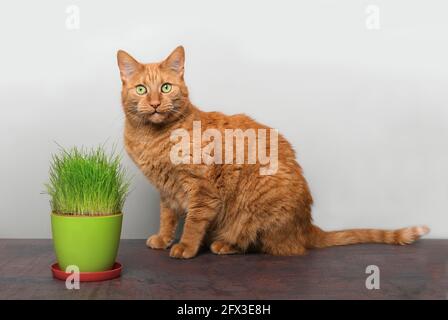 Niedliche Ingwerkatze, die neben einem Topf mit Katzengras sitzt Und Blick auf die Kamera Stockfoto