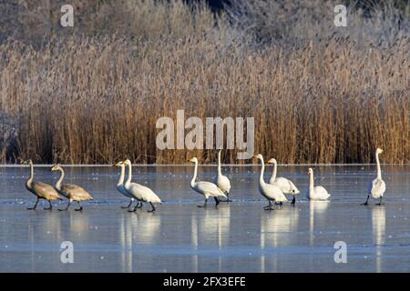 Singschwäne (Cygnus cygnus) Erwachsene mit Jungtieren, die auf Eis eines gefrorenen Teiches stehen Winter Stockfoto