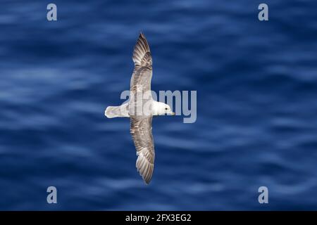 Nordfulmar/Arktischer Fulmar (Fulmarus glacialis) im Flug, der über das Meerwasser steigt Stockfoto