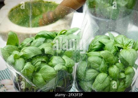 Frisches italienisches Pesto, hausgemachte Sauce mit Basilikum. Stockfoto