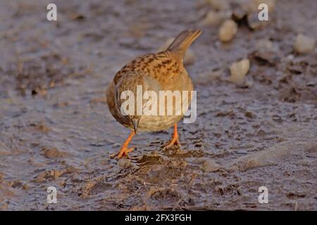 Niedlicher brauner eurasischer Feldlerche-Vogel, der auf dem Boden sitzt, mit Überresten von Schnee und Eis an einem kalten Wintertag, selektiver Fokus - Alauda arvensis Stockfoto