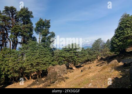 Der Blick auf den Himalaya auf der Trekkingroute nach Tunganath, dem höchsten Kedar, einem der höchsten Tempel der Shiva der Welt. Stockfoto