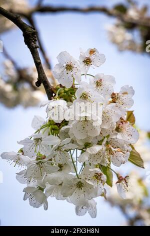 Kirschblüten am blauen Himmel im Frühling, aus nächster Nähe Stockfoto