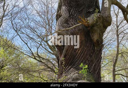Alter und knarrter Stamm von Kastanien Stockfoto