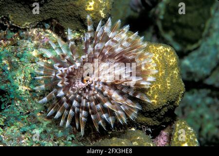 Zauberhafter Federduster, Sabellastarte magnifica Stockfoto