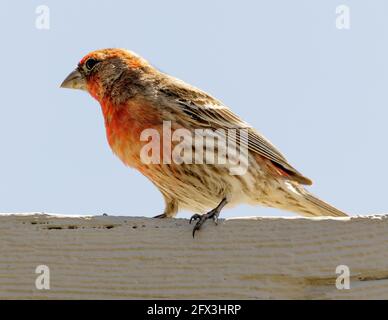 Haus Finch männlich auf Dachkante thront. Palo Alto Baylands, Santa Clara County, Kalifornien, USA. Stockfoto