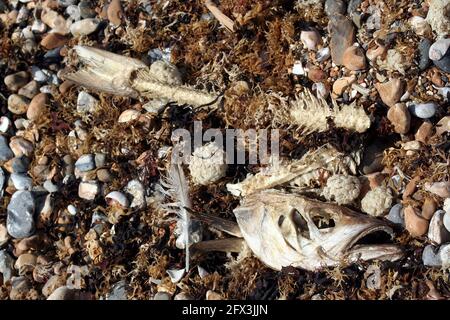 Getrocknete Gegenstände im Gezeitengebiet am Strand von Ferring, West Sussex, England, einschließlich eines toten Fisches und Algen Stockfoto