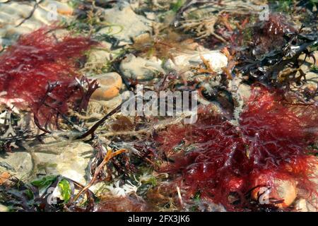 Rote, braune und grüne Algen, die bei Ebbe der Luft ausgesetzt sind, Ferring, West Sussex, England Stockfoto