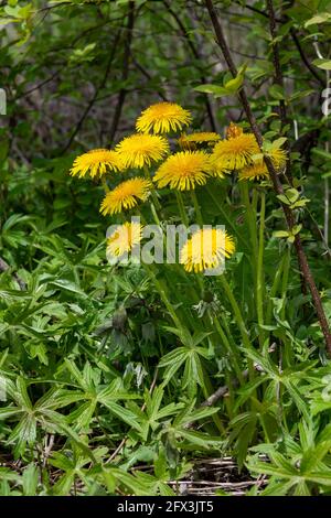 Eine Gruppe von gelben Elendelionen, die in einem tiefen Wald wachsen Im Wald Stockfoto