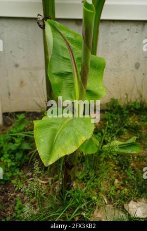 Neue Baby-Bananenpflanze wächst nach dem Winter Stockfoto