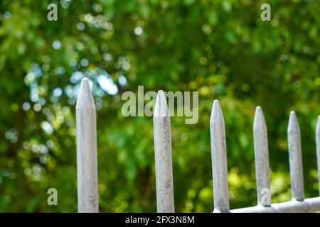 Zaundraht im Freien bei bestem Tageslicht fotografiert Stockfoto