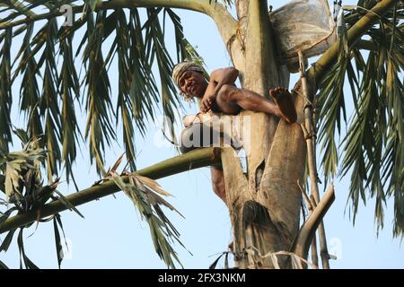 LANJIA SAORA TRIBE -Stammesmännchen beim Sammeln von frischem Toddy. Wein tropft über Nacht von toddy Bäumen in schwebende Töpfe, die von luftgefederten Hefen zu gegoren sind Stockfoto