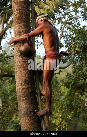 LANJIA SAORA TRIBE -Stammesmännchen beim Sammeln von frischem Toddy. Wein tropft über Nacht von toddy Bäumen in schwebende Töpfe, die von luftgefederten Hefen zu gegoren sind Stockfoto