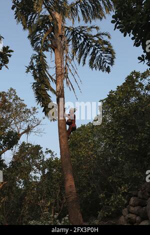 LANJIA SAORA TRIBE -Stammesmännchen beim Sammeln von frischem Toddy. Wein tropft über Nacht von toddy Bäumen in schwebende Töpfe, die von luftgefederten Hefen zu gegoren sind Stockfoto