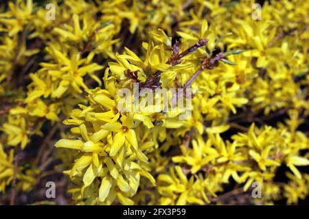 Ein blühender Forsythia-Busch Stockfoto