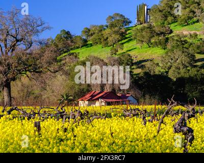 Eine Farmscheune, eingebettet in einen Dunst aus gelbem Senf Blumen Stockfoto