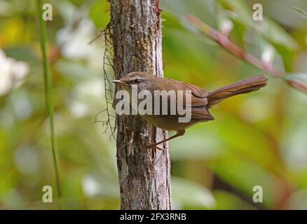 Aberranter Buschsänger (Horornis flavolivaceus oreophilus) auf Baumstamm sitzender Rüde (endemische Bornean-Unterart) Crocker Range NP, Sabah, Borneo Stockfoto