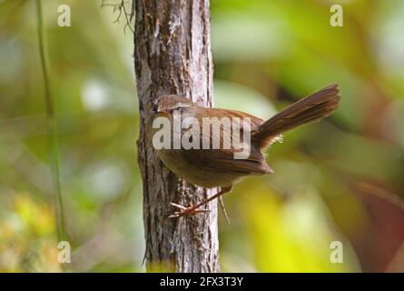 Aberranter Buschsänger (Horornis flavolivaceus oreophilus) auf Baumstamm sitzender Rüde (endemische Bornean-Unterart) Crocker Range NP, Sabah, Borneo Stockfoto