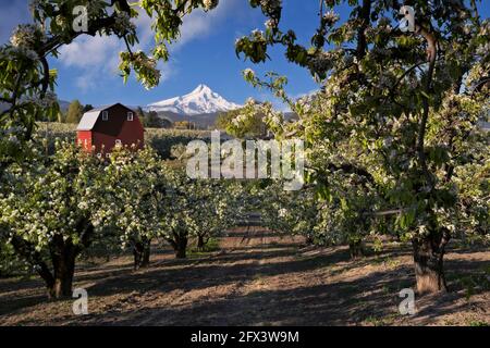 Wunderschöner Frühlingsmorgen inmitten der blühenden Birnenplantagen im Hood River Valley und dieser atemberaubende Blick auf den höchsten Gipfel von Oregon, Mt Hood. Stockfoto