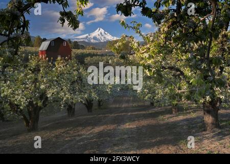 Am frühen Morgen strömt Sonnenlicht durch die Frühlingsblüte der Birnenplantagen im Hood River Valley mit dem höchsten Gipfel von Oregon, dem Mt Hood. Stockfoto