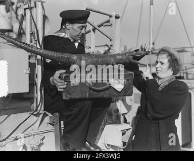 Den Helder Ankunft vier Minenfahrer aus Indonesien M801 Abraham Crynssen, M802 Abraham van der Hulst, M803 Jan van Gelder, M804 Pieter Florisz, 27. Oktober 1951, Häfen, Marine, Kriegsschiffe, Niederlande, Presseagentur des 20. Jahrhunderts, Foto, Nachrichten zu erinnern, Dokumentarfilm, historische Fotografie 1945-1990, visuelle Geschichten, Menschliche Geschichte des zwanzigsten Jahrhunderts, Momente in der Zeit festzuhalten Stockfoto