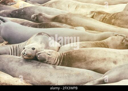 Schlafende Nordelefanten Robben Mirounga angustirostris, San Simeon , Kalifornien, USA. Stockfoto