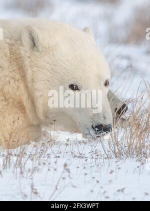 Nahaufnahme des Eisbären-Gesichts, das direkt auf die Kamera mit verschneiten Umgebungen und Landschaften blickt. Stockfoto