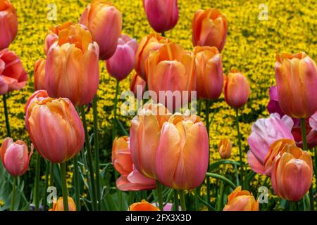 Nahaufnahme von Tulpen, verschiedene Farben. Gelbe Blumen im Hintergrund. Stockfoto