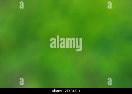 Abstrakt verschwommen grüne Farbe für Hintergrund, verschwommen und defokussierten Effekt Frühjahr oder Sommer Konzept Design, Naturansicht verschwommen Grün Hintergrund in gar Stockfoto