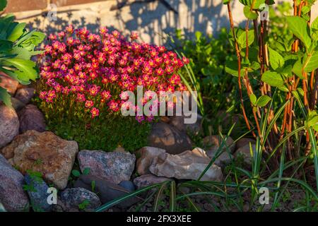 Zwischen den Steinen wächst ein üppiger Busch aus Frühlingsblumen. Stockfoto