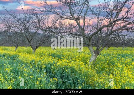 Blühender Senf auf der Walnussfarm in Gilroy, Kalifornien, USA, am frühen Frühlingsmorgen. Stockfoto