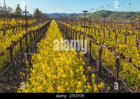 Blühender Senf und die Weinreben im frühen Frühjahr, Napa Valley, Kalifornien, USA. Stockfoto