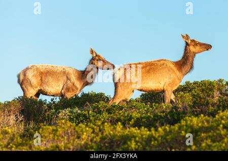 Zwei weibliche Tule Elche (Cervus canadensis nannodes), Point Reyes National Seashore, Kalifornien, USA. Stockfoto