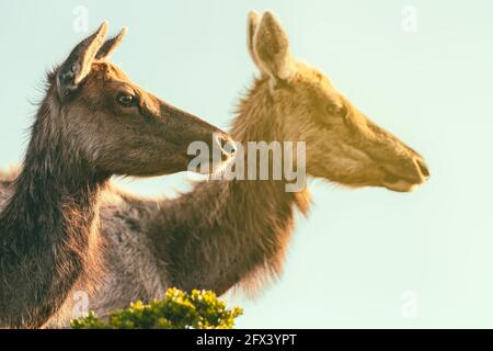 Kopfportrait von zwei weiblichen Tule-Elchen (Cervus canadensis nannodes), Point Reyes National Seashore, Kalifornien, USA. Stockfoto