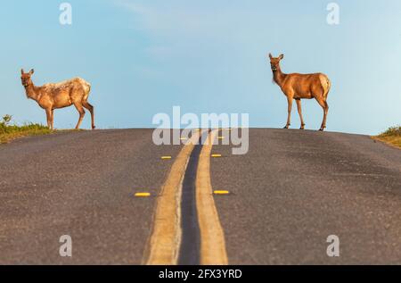 Zwei Elchkühe (Cervus canadensis nannodes) auf der Straße am Point Reyes National Seashore, Kalifornien, USA. Stockfoto