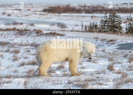 Ein Eisbär, der während der Jagd auf das Meereis in der Hudson Bay in wilder, natürlicher Umgebung gesehen wurde. Stockfoto