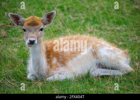 Junger Brachhirsch in Bushy Park, Borough of Richmond upon Thames, Greater London, England, Vereinigtes Königreich Stockfoto