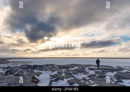 Ein Mann, der über Felsen zum Meereisgebiet der Hudson Bay im arktischen Ozean Churchill, Manitoba, Nordkanadas, geht, um die Eisbären zu beobachten. Stockfoto