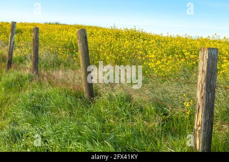 Blühender Senf Brassica rapa in Point Reyes National Seashore, Kalifornien, USA, an einem windigen Morgen. Stockfoto