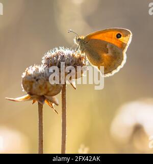 Schmetterling kleine Heide (Coenonympha pamphilus) Fütterung auf weißen Blüten auf grünem Hintergrund. Wildtierszene in der Natur Europas. Niederlande Stockfoto