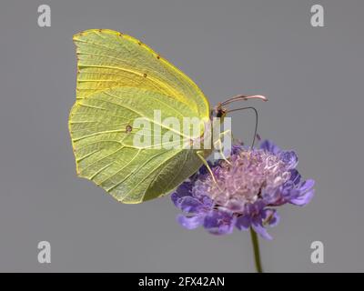 Kleopatra-Schmetterling (Gonepteryx cleopatra), der sich vom Nektar der Blume ernährt. Wildtierszene in der Natur Europas. Frankreich Stockfoto