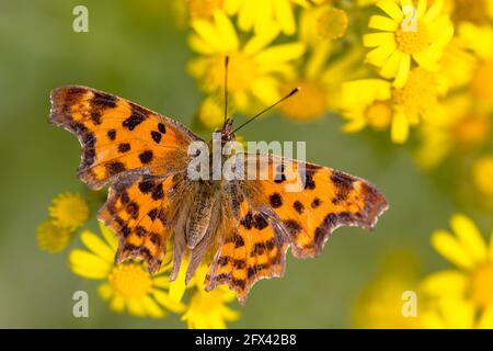 Comma Butterfly (Polygonia c-Album) trinkt Nektar auf gelben Blüten in der Sommersonne. Insektenszene in der Natur Europas. Niederlande. Stockfoto