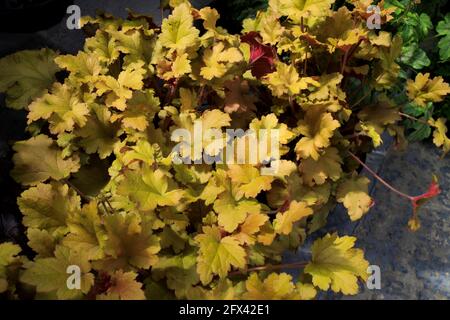 Kalkmarmelade Von Heuchera (Korallenglocken) Im Frühling im Garten Stockfoto