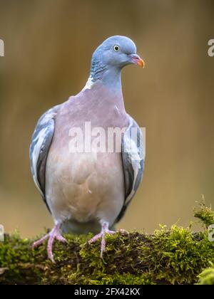 Holztaube (Columba palumbus) Auf einem moosigen Ast mit verschwommenem grünen Hintergrund Stockfoto