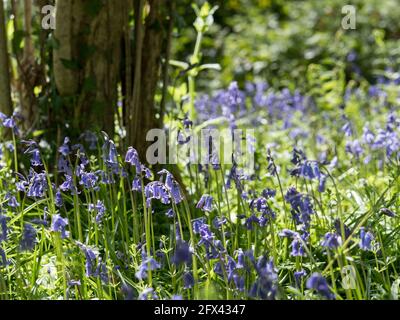 English Bluebells hinterleuchtet am Fuß eines Baumes aus nächster Nähe Stockfoto