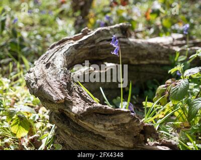 Einzelner englischer Bluebells-Stamm isoliert in einem gebogenen Rundholzstamm Auf Waldboden Stockfoto