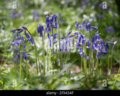 Eine Gruppe von englischen Bluebells im Erdgeschoss mit Hintergrundbeleuchtung Mit grünem Bokeh-Hintergrund Stockfoto