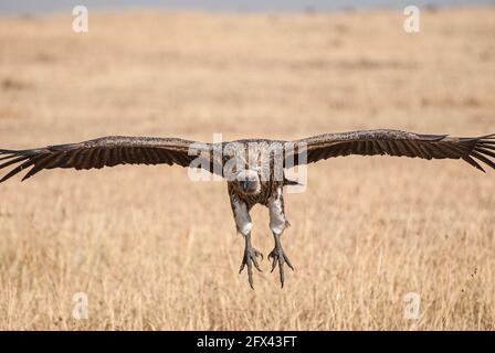 Ein Kapuzengeier im Flug nahe am Boden Stockfoto
